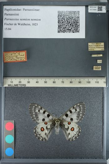 Media type: image;   Entomology 174984
